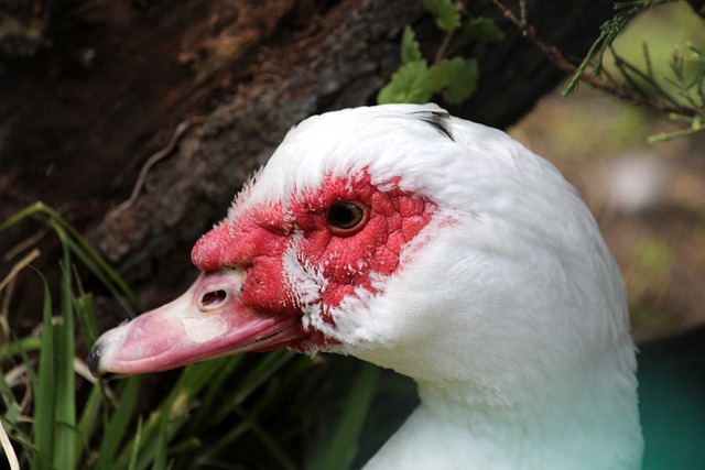 在的品牌带 在的品牌带